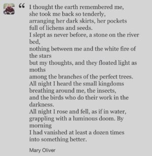 Saffron Burrows Instagram - #sleepingintheforest #maryoliver #earthday 🌍❤️ sent to me today by the wonderful @berwickl