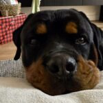 Salli Richardson-Whitfield Instagram – Merry Christmas from our boy Deuce. Even the pets are getting into the spirit of the holidays. #dogsofinstagram #rottweiler