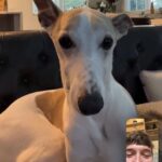 Sam Palladio Instagram - @riverthewhippet on #nationaldogday. Cameo by @cuppythepuppy