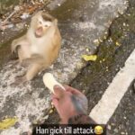 Sami Jakobsson Instagram - Dont feed the monkeys please