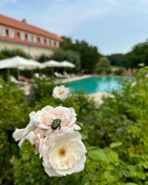 Sandra Parmová Instagram - Oáza klidu uprostřed nádherné přírody.🌾To je @chateau_bela, romantické sídlo na jižním Slovensku. ☀️🌸 Znáte? My z těchto chvilek a místa budeme ještě dlouho čerpat 👩🏼‍❤️‍👨🏽🥰
#tip #uzasnemisto #toskanskeleto #naslovensku #chateaubela #chateau #svatebnimisto #relax #slovensko #luxurydestination #hotel #odpocinek #rodice #natahu #happyme #summermenu #loveit #mustsee #dreamplace