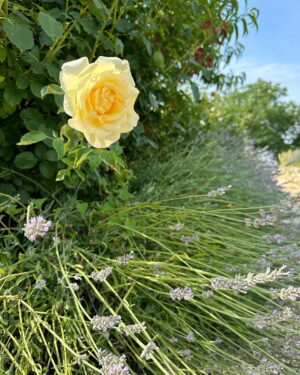 Sandra Parmová Instagram - Oáza klidu uprostřed nádherné přírody.🌾To je @chateau_bela, romantické sídlo na jižním Slovensku. ☀️🌸 Znáte? My z těchto chvilek a místa budeme ještě dlouho čerpat 👩🏼‍❤️‍👨🏽🥰
#tip #uzasnemisto #toskanskeleto #naslovensku #chateaubela #chateau #svatebnimisto #relax #slovensko #luxurydestination #hotel #odpocinek #rodice #natahu #happyme #summermenu #loveit #mustsee #dreamplace