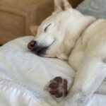 Sara Sampaio Instagram - It’s this angel’s 15th birthday today. 🥹 even though I’ve only been her adoptive mum for these past 5 years, she has brought some much joy to my life that I can’t imagine a life without her in it anymore. I’d never heard of Shiba Inu’s before I met Kyta and south, but let me tell you, it’s def been a ride. They couldn’t be more different than each other. While south is super anxious and naughty, Kyta is just the perfect dog, always doing everything right and just being the most people pleasing dog I’ve ever met, that sometimes I wonder if she’s def a shiba or a dog for that matter 😅. She loves her walks, sunbathing in the backyard, bossing everyone around and snuggling. She the sweetest snuggle buddy and even though she’s pretty much deaf and blind she still walks around like she’s the boss (well she is, I’m just the keeper that pays the bills to her house 😂) Happy birthday sweet girl, I love you so much. I’ll make sure aunt @emmalindsey gives you some cake today 🤍❤️