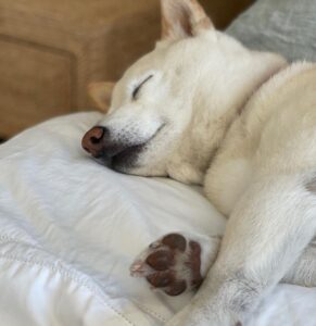 Sara Sampaio Instagram - It’s this angel’s 15th birthday today. 🥹 even though I’ve only been her adoptive mum for these past 5 years, she has brought some much joy to my life that I can’t imagine a life without her in it anymore. I’d never heard of Shiba Inu’s before I met Kyta and south, but let me tell you, it’s def been a ride. They couldn’t be more different than each other. While south is super anxious and naughty, Kyta is just the perfect dog, always doing everything right and just being the most people pleasing dog I’ve ever met, that sometimes I wonder if she’s def a shiba or a dog for that matter 😅. She loves her walks, sunbathing in the backyard, bossing everyone around and snuggling. She the sweetest snuggle buddy and even though she’s pretty much deaf and blind she still walks around like she’s the boss (well she is, I’m just the keeper that pays the bills to her house 😂) Happy birthday sweet girl, I love you so much. I’ll make sure aunt @emmalindsey gives you some cake today 🤍❤️