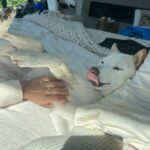 Sara Sampaio Instagram - It’s this angel’s 15th birthday today. 🥹 even though I’ve only been her adoptive mum for these past 5 years, she has brought some much joy to my life that I can’t imagine a life without her in it anymore. I’d never heard of Shiba Inu’s before I met Kyta and south, but let me tell you, it’s def been a ride. They couldn’t be more different than each other. While south is super anxious and naughty, Kyta is just the perfect dog, always doing everything right and just being the most people pleasing dog I’ve ever met, that sometimes I wonder if she’s def a shiba or a dog for that matter 😅. She loves her walks, sunbathing in the backyard, bossing everyone around and snuggling. She the sweetest snuggle buddy and even though she’s pretty much deaf and blind she still walks around like she’s the boss (well she is, I’m just the keeper that pays the bills to her house 😂) Happy birthday sweet girl, I love you so much. I’ll make sure aunt @emmalindsey gives you some cake today 🤍❤️