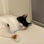Sara Takatsuki Instagram - 猫のための映画を見つけたので、つくねに見せてみたところ、夢中になって見てくれた。そして段々眠くなっていったようで、この顔である。寝不足の時に映画を見て、物語の真ん中あたりで眠くなるけど、頑張って目を開いている私と同じ顔をしていた。 猫のための映画は鳥達が餌を食べている映像だった。 #つくねこ