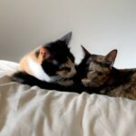 Sara Takatsuki Instagram - アンとゴマ、いつも仲良し🐈 一瞬ゴマに加工アプリが反応してしまう。