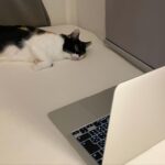 Sara Takatsuki Instagram - 猫のための映画を見つけたので、つくねに見せてみたところ、夢中になって見てくれた。そして段々眠くなっていったようで、この顔である。寝不足の時に映画を見て、物語の真ん中あたりで眠くなるけど、頑張って目を開いている私と同じ顔をしていた。 猫のための映画は鳥達が餌を食べている映像だった。 #つくねこ
