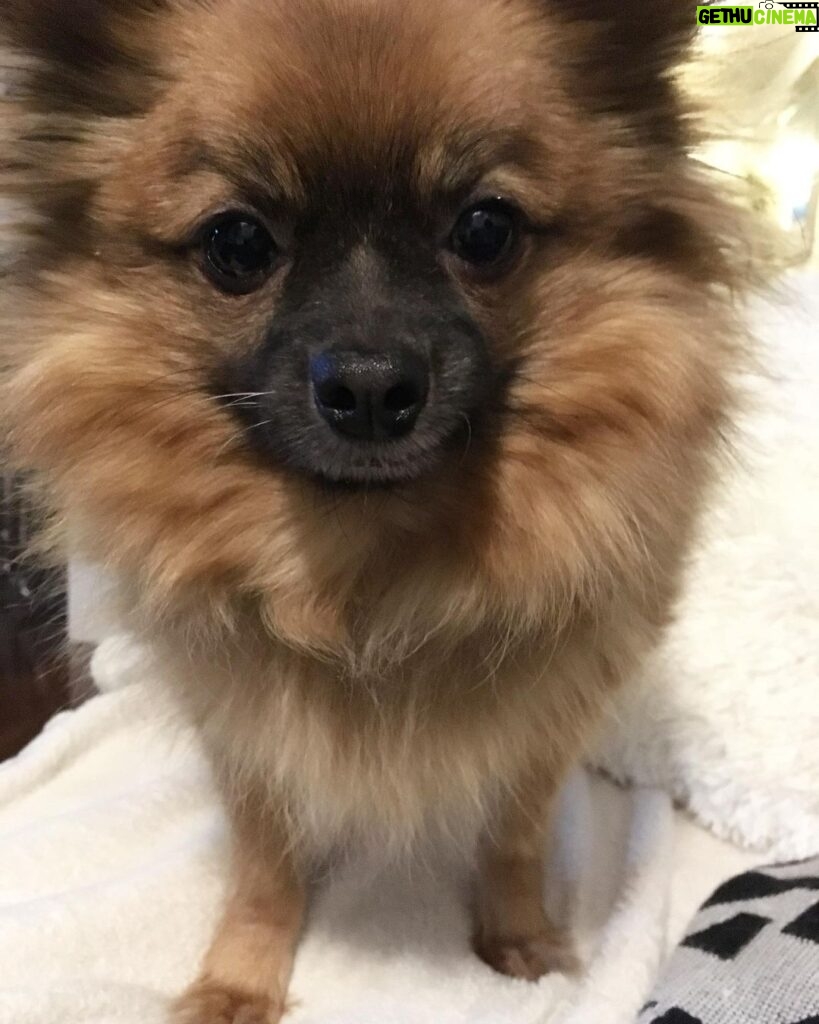 Sasha Clements Instagram - Yesterday I said goodbye to my little guy. The reason I fell in love with Poms. He was so funny and loyal. My heart is hurting but I’ll carry the love we shared forever. Till we meet again on rainbow bridge 🌈