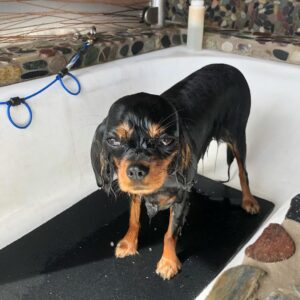 Scott Eastwood Instagram - Tuesday’s 🐶 🛁