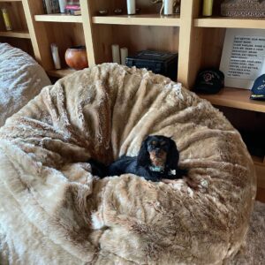Scott Eastwood Instagram - So I got these awesome baby’s for Christmas.  And well.... josie thinks I got them for her.  @lovesac I think you all need to start making dog beds too. My dog is very confused 😂. She thinks I just leveled up her dog bed.  #queenofthiscastle