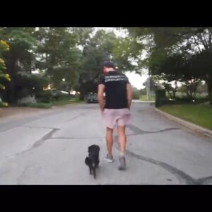 Scott Eastwood Instagram - So impressed by @nickwhitek9 training of my little girl Josey.  He is the real deal. Trains dogs for our military, police force, Ect.  If your dog needs a boot camp check out @offleashk9training  #boss #alpha