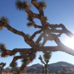 Seika Furuhata Instagram - ⠀ #joshuatree LAの国立公園🌿 都心から車で2時間?ぐらいかかるけど、 見た事ない景色で来た甲斐ありすぎたぁ🥹✨✨✨ LAでの運転も慣れたしまたここは絶対に行きたいスポット🫶 #la#ジョシュアツリー#ootd Joshua Tree National Park