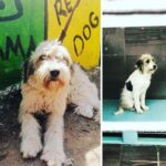 Serkan Altunorak Instagram - Ailemizin yeni üyesi bu güzelliği İzmir’deki barınaktan çıkarttık ve sabırsızlıkla bize ulaşmasını bekliyoruz.. @hipder ‘e destekleri ve sonsuz sevgileri için çok teşekkür ederiz... 🤍 #satınalmasahiplen