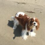 Seth Rogen Instagram - We said goodbye to our perfect girl Zelda on Thursday, May 4th. She was almost 14 years old. She was truly the most special, magical creature. She taught us about love, resilience, strength and kindness. We loved her more than words can describe. Everyone who met her saw what a unique little puppy she was. She’d stare in to your soul with her gigantic buggy eyes. She was so judgmental, that when she loved you, you really knew you earned it, and it made you feel like you had won. She had an incredible life and was lucky to have so many friends and shared her special love with so many people. She was a girl who was so shy no one adopted her as a baby who became a girl who travelled to multiple countries, appeared in three movies, on two magazine covers, and inspired countless works of Zelda-art— including a lighter that is now in the homes of hundreds of people. We have a (long) list of things that were special about her. Here are a few highlights: —Her big eyeballs and her intense eye contact —How it feels when she stretches while I’m holding her in my arms —How she comes inside before she’s done pooing, takes a treat and then runs to the door when she realizes she has to poo more —The sound she made for Zankou chicken. —The way the fur on her legs looks like culottes from the back —Her leave me alone side eye —The way she would sit and wait to be called to walk through the metal detectors at the airport and then she’d run through them and everyone would comment about what a good girl she was —How she always wants to sleep in Seth’s spot —When she would go to the door pretending to have to go out, but just wanted to get us away from our food, although she would never actually go for it —Her big gigantic poops that always surprised people because of her small size —The way she loved sprinting up and down hotel hallways —How she’d ask Seth to take her outside over and over again just for treats —The way she pounced on seaweed and her paws left tracks in the sand. And then she’d “kill it” and ask to take it home. —How incredible it felt to wake up in the morning and see her starring back at me. We belonged to each other and we will miss her forever.