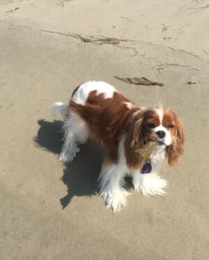 Seth Rogen Instagram - We said goodbye to our perfect girl Zelda on Thursday, May 4th. She was almost 14 years old. She was truly the most special, magical creature. She taught us about love, resilience, strength and kindness. We loved her more than words can describe. Everyone who met her saw what a unique little puppy she was. She’d stare in to your soul with her gigantic buggy eyes. She was so judgmental, that when she loved you, you really knew you earned it, and it made you feel like you had won.
She had an incredible life and was lucky to have so many friends and shared her special love with so many people. She was a girl who was so shy no one adopted her as a baby who became a girl who travelled to multiple countries, appeared in three movies, on two magazine covers, and inspired countless works of Zelda-art— including a lighter that is now in the homes of hundreds of people. 
We have a (long) list of things that were special about her. Here are a few highlights:
—Her big eyeballs and her intense eye contact
—How it feels when she stretches while I’m holding her in my arms
—How she comes inside before she’s done pooing, takes a treat and then runs to the door when she realizes she has to poo more
—The sound she made for Zankou chicken. 
—The way the fur on her legs looks like culottes from the back
—Her leave me alone side eye 
—The way she would sit and wait to be called to walk through the metal detectors at the airport and then she’d run through them and everyone would comment about what a good girl she was
—How she always wants to sleep in Seth’s spot
—When she would go to the door pretending to have to go out, but just wanted to get us away from our food, although she would never actually go for it 
—Her big gigantic poops that always surprised people because of her small size 
—The way she loved sprinting up and down hotel hallways 
—How she’d ask Seth to take her outside over and over again just for treats 
—The way she pounced on seaweed and her paws left tracks in the sand. And then she’d “kill it” and ask to take it home. 
—How incredible it felt to wake up in the morning and see her starring back at me.
We belonged to each other and we will miss her forever.