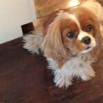 Seth Rogen Instagram - We said goodbye to our perfect girl Zelda on Thursday, May 4th. She was almost 14 years old. She was truly the most special, magical creature. She taught us about love, resilience, strength and kindness. We loved her more than words can describe. Everyone who met her saw what a unique little puppy she was. She’d stare in to your soul with her gigantic buggy eyes. She was so judgmental, that when she loved you, you really knew you earned it, and it made you feel like you had won. She had an incredible life and was lucky to have so many friends and shared her special love with so many people. She was a girl who was so shy no one adopted her as a baby who became a girl who travelled to multiple countries, appeared in three movies, on two magazine covers, and inspired countless works of Zelda-art— including a lighter that is now in the homes of hundreds of people. We have a (long) list of things that were special about her. Here are a few highlights: —Her big eyeballs and her intense eye contact —How it feels when she stretches while I’m holding her in my arms —How she comes inside before she’s done pooing, takes a treat and then runs to the door when she realizes she has to poo more —The sound she made for Zankou chicken. —The way the fur on her legs looks like culottes from the back —Her leave me alone side eye —The way she would sit and wait to be called to walk through the metal detectors at the airport and then she’d run through them and everyone would comment about what a good girl she was —How she always wants to sleep in Seth’s spot —When she would go to the door pretending to have to go out, but just wanted to get us away from our food, although she would never actually go for it —Her big gigantic poops that always surprised people because of her small size —The way she loved sprinting up and down hotel hallways —How she’d ask Seth to take her outside over and over again just for treats —The way she pounced on seaweed and her paws left tracks in the sand. And then she’d “kill it” and ask to take it home. —How incredible it felt to wake up in the morning and see her starring back at me. We belonged to each other and we will miss her forever.