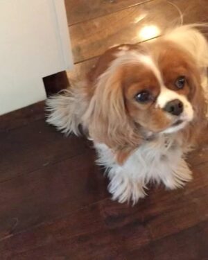Seth Rogen Instagram - We said goodbye to our perfect girl Zelda on Thursday, May 4th. She was almost 14 years old. She was truly the most special, magical creature. She taught us about love, resilience, strength and kindness. We loved her more than words can describe. Everyone who met her saw what a unique little puppy she was. She’d stare in to your soul with her gigantic buggy eyes. She was so judgmental, that when she loved you, you really knew you earned it, and it made you feel like you had won.
She had an incredible life and was lucky to have so many friends and shared her special love with so many people. She was a girl who was so shy no one adopted her as a baby who became a girl who travelled to multiple countries, appeared in three movies, on two magazine covers, and inspired countless works of Zelda-art— including a lighter that is now in the homes of hundreds of people. 
We have a (long) list of things that were special about her. Here are a few highlights:
—Her big eyeballs and her intense eye contact
—How it feels when she stretches while I’m holding her in my arms
—How she comes inside before she’s done pooing, takes a treat and then runs to the door when she realizes she has to poo more
—The sound she made for Zankou chicken. 
—The way the fur on her legs looks like culottes from the back
—Her leave me alone side eye 
—The way she would sit and wait to be called to walk through the metal detectors at the airport and then she’d run through them and everyone would comment about what a good girl she was
—How she always wants to sleep in Seth’s spot
—When she would go to the door pretending to have to go out, but just wanted to get us away from our food, although she would never actually go for it 
—Her big gigantic poops that always surprised people because of her small size 
—The way she loved sprinting up and down hotel hallways 
—How she’d ask Seth to take her outside over and over again just for treats 
—The way she pounced on seaweed and her paws left tracks in the sand. And then she’d “kill it” and ask to take it home. 
—How incredible it felt to wake up in the morning and see her starring back at me.
We belonged to each other and we will miss her forever.
