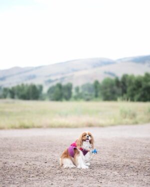 Seth Rogen Instagram - We said goodbye to our perfect girl Zelda on Thursday, May 4th. She was almost 14 years old. She was truly the most special, magical creature. She taught us about love, resilience, strength and kindness. We loved her more than words can describe. Everyone who met her saw what a unique little puppy she was. She’d stare in to your soul with her gigantic buggy eyes. She was so judgmental, that when she loved you, you really knew you earned it, and it made you feel like you had won.
She had an incredible life and was lucky to have so many friends and shared her special love with so many people. She was a girl who was so shy no one adopted her as a baby who became a girl who travelled to multiple countries, appeared in three movies, on two magazine covers, and inspired countless works of Zelda-art— including a lighter that is now in the homes of hundreds of people. 
We have a (long) list of things that were special about her. Here are a few highlights:
—Her big eyeballs and her intense eye contact
—How it feels when she stretches while I’m holding her in my arms
—How she comes inside before she’s done pooing, takes a treat and then runs to the door when she realizes she has to poo more
—The sound she made for Zankou chicken. 
—The way the fur on her legs looks like culottes from the back
—Her leave me alone side eye 
—The way she would sit and wait to be called to walk through the metal detectors at the airport and then she’d run through them and everyone would comment about what a good girl she was
—How she always wants to sleep in Seth’s spot
—When she would go to the door pretending to have to go out, but just wanted to get us away from our food, although she would never actually go for it 
—Her big gigantic poops that always surprised people because of her small size 
—The way she loved sprinting up and down hotel hallways 
—How she’d ask Seth to take her outside over and over again just for treats 
—The way she pounced on seaweed and her paws left tracks in the sand. And then she’d “kill it” and ask to take it home. 
—How incredible it felt to wake up in the morning and see her starring back at me.
We belonged to each other and we will miss her forever.