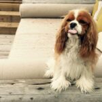 Seth Rogen Instagram - We said goodbye to our perfect girl Zelda on Thursday, May 4th. She was almost 14 years old. She was truly the most special, magical creature. She taught us about love, resilience, strength and kindness. We loved her more than words can describe. Everyone who met her saw what a unique little puppy she was. She’d stare in to your soul with her gigantic buggy eyes. She was so judgmental, that when she loved you, you really knew you earned it, and it made you feel like you had won. She had an incredible life and was lucky to have so many friends and shared her special love with so many people. She was a girl who was so shy no one adopted her as a baby who became a girl who travelled to multiple countries, appeared in three movies, on two magazine covers, and inspired countless works of Zelda-art— including a lighter that is now in the homes of hundreds of people. We have a (long) list of things that were special about her. Here are a few highlights: —Her big eyeballs and her intense eye contact —How it feels when she stretches while I’m holding her in my arms —How she comes inside before she’s done pooing, takes a treat and then runs to the door when she realizes she has to poo more —The sound she made for Zankou chicken. —The way the fur on her legs looks like culottes from the back —Her leave me alone side eye —The way she would sit and wait to be called to walk through the metal detectors at the airport and then she’d run through them and everyone would comment about what a good girl she was —How she always wants to sleep in Seth’s spot —When she would go to the door pretending to have to go out, but just wanted to get us away from our food, although she would never actually go for it —Her big gigantic poops that always surprised people because of her small size —The way she loved sprinting up and down hotel hallways —How she’d ask Seth to take her outside over and over again just for treats —The way she pounced on seaweed and her paws left tracks in the sand. And then she’d “kill it” and ask to take it home. —How incredible it felt to wake up in the morning and see her starring back at me. We belonged to each other and we will miss her forever.