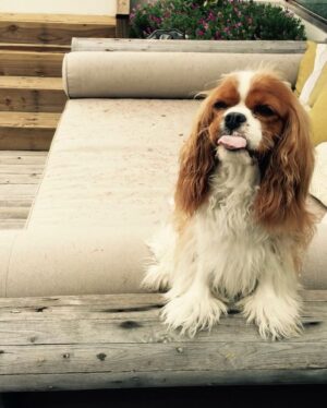 Seth Rogen Instagram - We said goodbye to our perfect girl Zelda on Thursday, May 4th. She was almost 14 years old. She was truly the most special, magical creature. She taught us about love, resilience, strength and kindness. We loved her more than words can describe. Everyone who met her saw what a unique little puppy she was. She’d stare in to your soul with her gigantic buggy eyes. She was so judgmental, that when she loved you, you really knew you earned it, and it made you feel like you had won.
She had an incredible life and was lucky to have so many friends and shared her special love with so many people. She was a girl who was so shy no one adopted her as a baby who became a girl who travelled to multiple countries, appeared in three movies, on two magazine covers, and inspired countless works of Zelda-art— including a lighter that is now in the homes of hundreds of people. 
We have a (long) list of things that were special about her. Here are a few highlights:
—Her big eyeballs and her intense eye contact
—How it feels when she stretches while I’m holding her in my arms
—How she comes inside before she’s done pooing, takes a treat and then runs to the door when she realizes she has to poo more
—The sound she made for Zankou chicken. 
—The way the fur on her legs looks like culottes from the back
—Her leave me alone side eye 
—The way she would sit and wait to be called to walk through the metal detectors at the airport and then she’d run through them and everyone would comment about what a good girl she was
—How she always wants to sleep in Seth’s spot
—When she would go to the door pretending to have to go out, but just wanted to get us away from our food, although she would never actually go for it 
—Her big gigantic poops that always surprised people because of her small size 
—The way she loved sprinting up and down hotel hallways 
—How she’d ask Seth to take her outside over and over again just for treats 
—The way she pounced on seaweed and her paws left tracks in the sand. And then she’d “kill it” and ask to take it home. 
—How incredible it felt to wake up in the morning and see her starring back at me.
We belonged to each other and we will miss her forever.