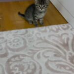 Shahin Taslimi Instagram - ‌‌ حیوانات انرژی مثبتی دارند که نمونه‌ی آن‌را هیچ جا نمی‌توانیم پیدا کنیم... بشر با این مخلوقات کمتر احساس تنهایی می‌کند چرا که این موجودات هیچ آسیب و صدمه‌ی روحی وارد نمی‌کنند و سرتاسر فرکانس مثبت از خود ساطع می‌کنند. من شخصا عاشق و شیفته‌ی حیوانات هستم و معتقدم اگر کوچکترین محبتی نثار اینان کنیم هزاران هزار برابر به ما برخواهد گشت...🐕‍🦺🐤🐧🐦🐈‍⬛ پ.ن: لازم به ذکر است که ایشون مولی خانوم هستن🥰 # حیوانات‌‌‌‌_ خانگی# حمایت‌_ از _حیوانات# گربه_خانگی # حامی_حیوانات