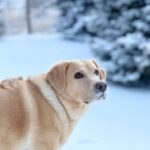 Shane Dawson Instagram - Happy New Year☃️❄️❤️ I can genuinely say I’ve never felt happier and more at home in the snow.