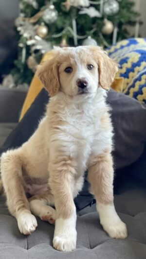 Shannon Kook Instagram - Officially out of your puppy years! Happy 2nd birthday my love.
Through all the weird times the past couple years, you have been a light through any cloudy day and a dream come true. We are so lucky to share so many precious moments with you 💛 To many more 🥳
@nala_minibernedoodle