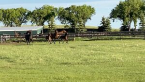 Shaun Johnston Instagram - On location at Lisa Stillman’s Fairfield Stables. This vid of mommas and babies was captured by Jessica Steen herself. Pretty, huh? Sj @official_heartlandoncbc #hlinprod