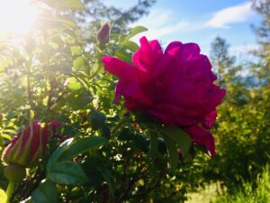 Shaun Johnston Instagram - 🎶“Seasons turn, summer’s here. The roses are in bloom, the lilacs fall too soon.” 🎶 BTW this is in my back yard. (I can do that? Who knew?) Sj