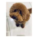 Shaznay Lewis Instagram - Wash, cut and blow dry. #puppylove🖤