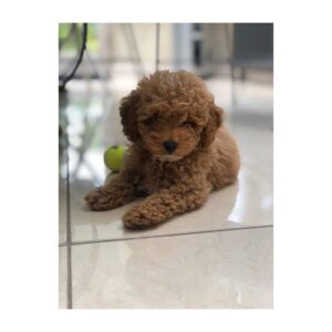 Shaznay Lewis Instagram - 🖤🐾🐾💗