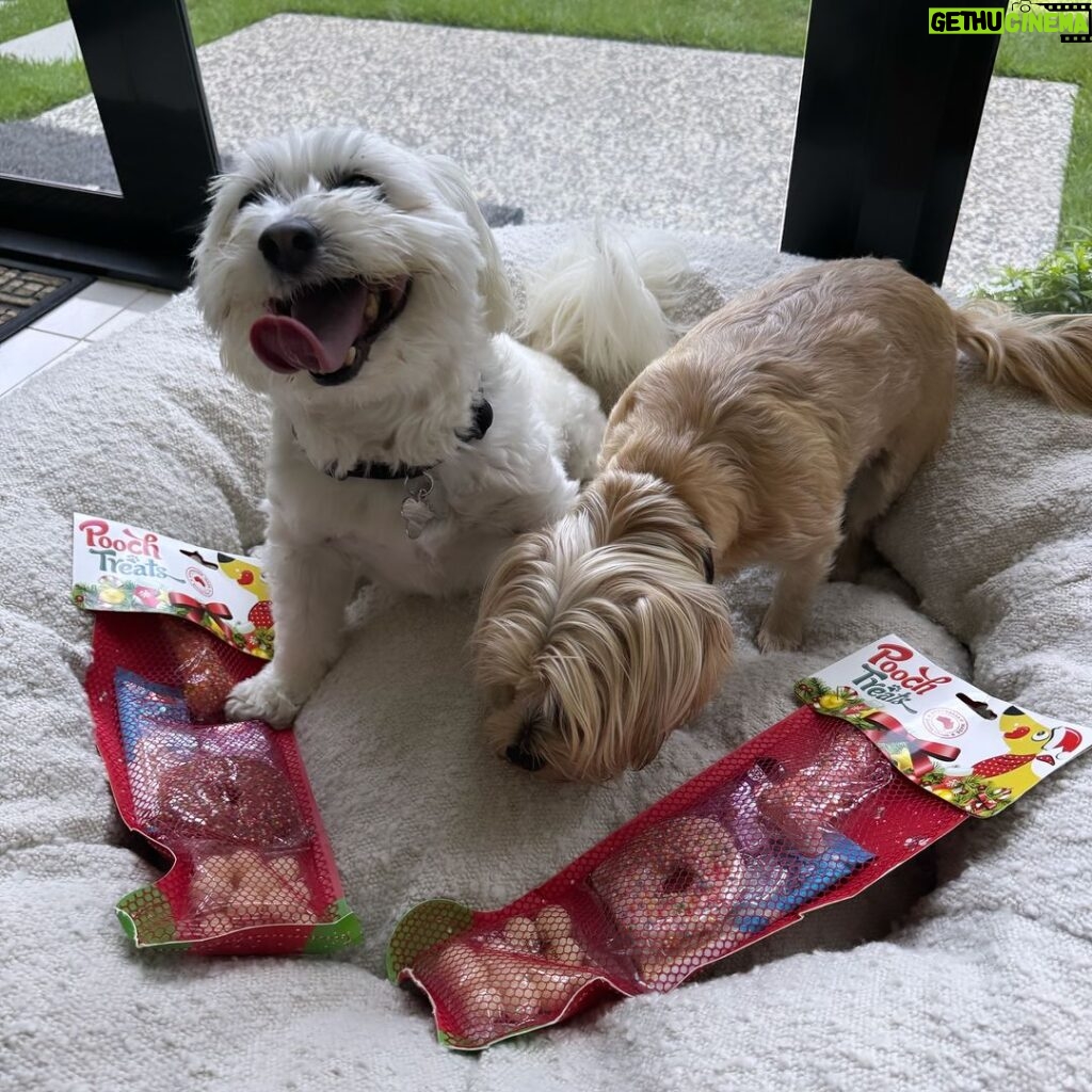 Shelly Horton Instagram - Mr Barkley and Maui are pretty happy with their puppy Christmas stockings from Goldie and Iggy.