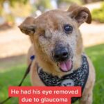 Sia Instagram - Beautiful Minx finally has a home to call his own 🐶 huge thank you to @BestFriendsAnimalSociety for all of the incredible work that they continue to do. Make sure to visit them to find your new fur-ever friend!- Team Sia #Adopt #SaveThemAll