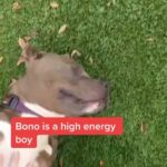 Sia Instagram - Bono's found what he's looking for! Happily adopted & loving his new fam thanks to @BestFriendsAnimalSociety - Team Sia
