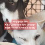Sia Instagram - Spreading the word about some of the v good boys & girls at @BestFriendsAnimalSociety! #Adopt #SaveThemAll - Team Sia