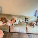 Sia Instagram - Please rescue and adopt!  Everybody needs more dog in their life! Thank you Oogie my precious little tap dancer who in spite of being paralyzed in the back legs just came into our lives and elevated us all, Dingus for helping me set boundaries, Mitzi for being my original diaper girl aged 23, Cereal for alerting me to intruders, and my niece Ruby who is an excellent kisser. There are so many rescue foundations - Team Sia has included a link to #DogsWithoutBorders in stories. #Adoptdontshop