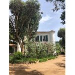 Son Ye-jin Instagram - 🌳