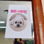Son Ye-jin Instagram - 🐶🙃