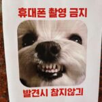 Son Ye-jin Instagram - 🐶🙃