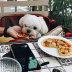 Son Ye-jin Instagram - 토요일 점심🐶😋