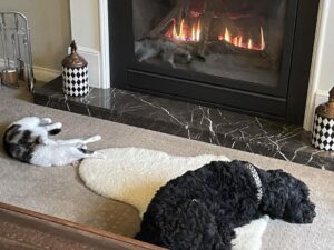 Stefan Dennis Instagram - First day with the fire on... didn’t take these two long.