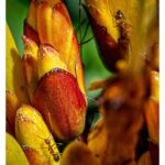 Stephen Hill Instagram - Ants & Yellow Sanchezia Just a bunch of Ants crawling around on God's green earth 🐜 🌎 #stephenhillphotos #yellowsanchezia #macrophotography #leicaphoto