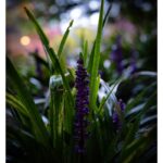 Stephen Hill Instagram - Royal Purple Lilyturf I've been posting a lot of black and white photography... how about a little bit of the color purple? 💜 #stephenhillphotos #lilyturf #leicaphoto #seewhatididthere