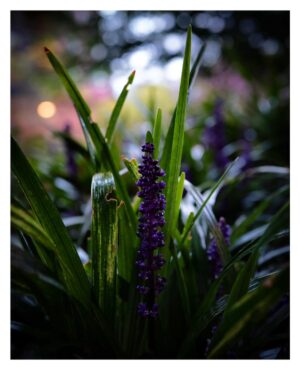 Stephen Hill Instagram - Royal Purple Lilyturf

I've been posting a lot of black and white photography... how about a little bit of the color purple? 💜

#stephenhillphotos #lilyturf #leicaphoto #seewhatididthere