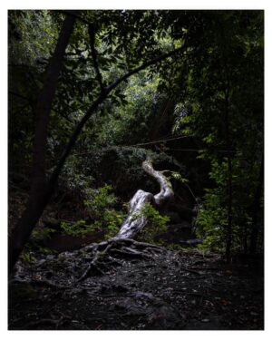 Stephen Hill Instagram - Naked?

#stephenhillphotos #leicaphoto #thegarden #thelight andtheserpent #watchforthecarthieves
