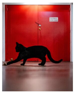 Stephen Hill Instagram - This cat was acting like it wanted to come home with me. I would have called him Larry Blackmon.

#stephenhillphotos #leicaphoto #cameo #larryblackmon