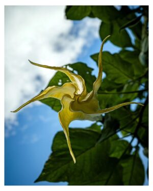 Stephen Hill Instagram - Angel's Trumpet

Beautiful flower... Don't ingest it, though. It's poisonous. Could end up with rigor mortis.

#stephenhillphotos #leicaphoto #angelstrumpetflower #hawaiilife🌺