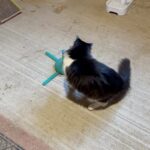 Steve Austin Instagram - Pancho #tbt #cat #cats #catsofinstagram #barncat #brokenskullranch
