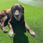Steve Austin Instagram - Brownie has moved on to his next adventure. He was a helluva dog. I’m prouder than a game rooster to have rid with him. R.I.P.🐾